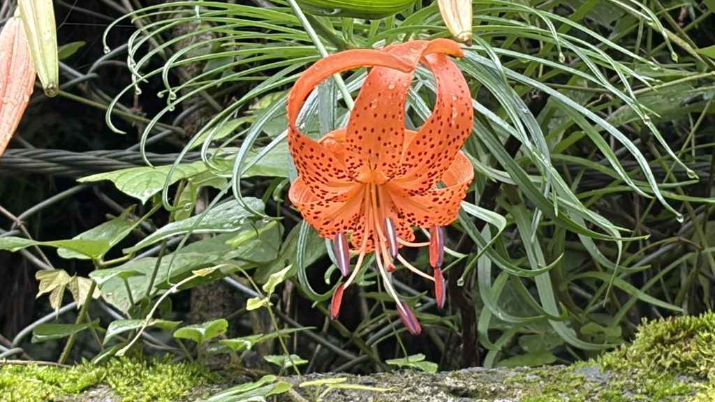 初夏に咲くオニユリ