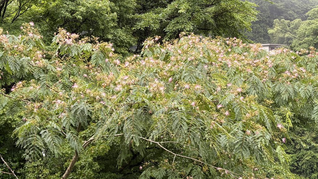 我が家のネムノキ。天候不順で花もそろわず。