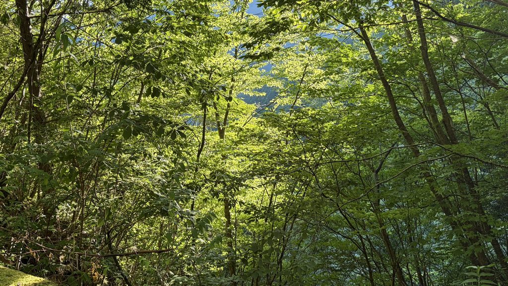 木立の写真。自然だらけの深淵の本領発揮