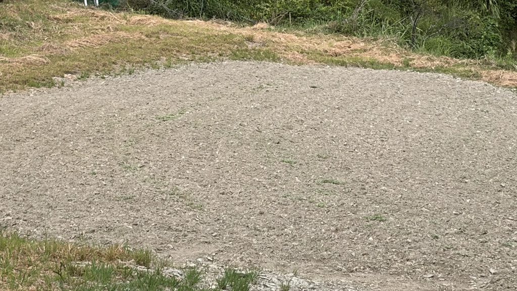 うっすらを発芽したそば