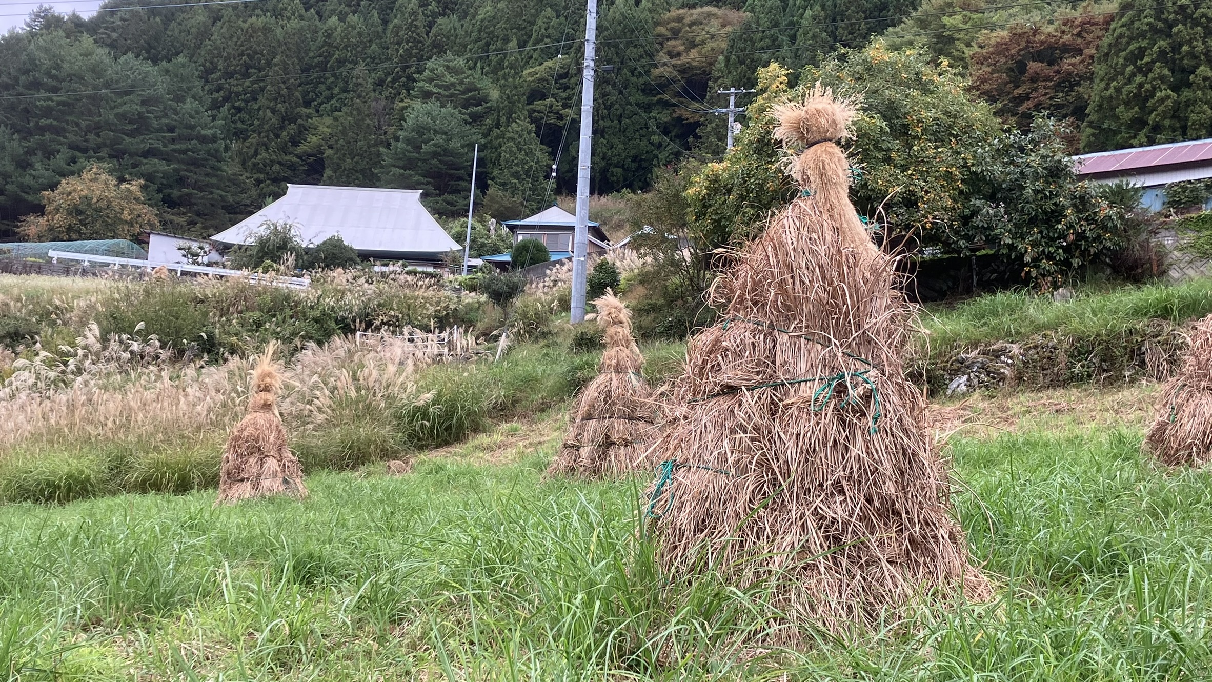 コエグロのある風景