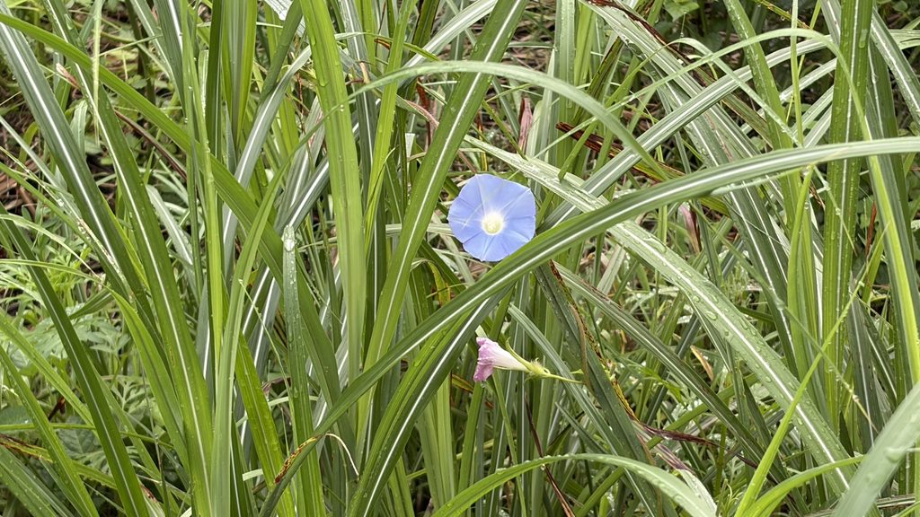 雑草の中のアサガオ