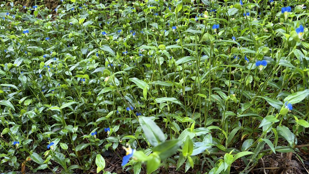 つゆ草の群生