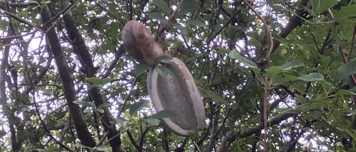 アケビ