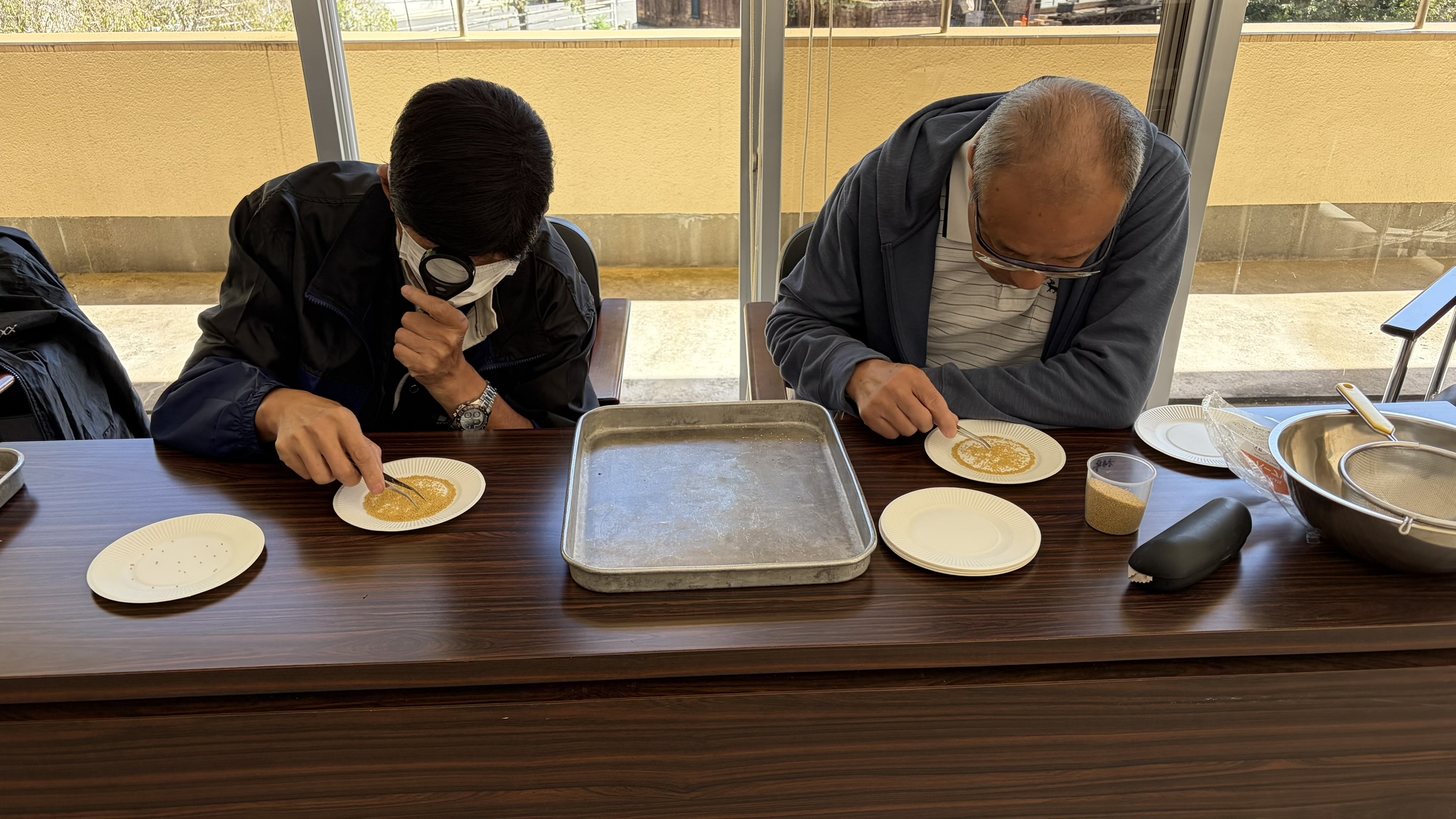 粟の選別作業